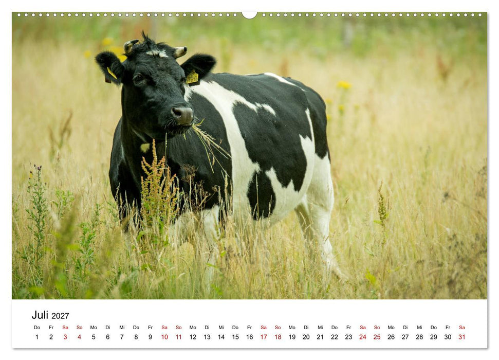 Alte Nutztierrassen 2027 (CALVENDO Premium Wandkalender 2027)