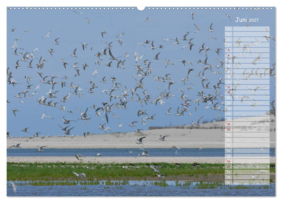 Ein Sommer auf Texel (CALVENDO Wandkalender 2027)