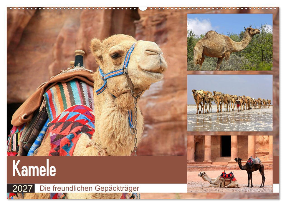 Kamele - Die freundlichen Gepäckträger (CALVENDO Wandkalender 2027)