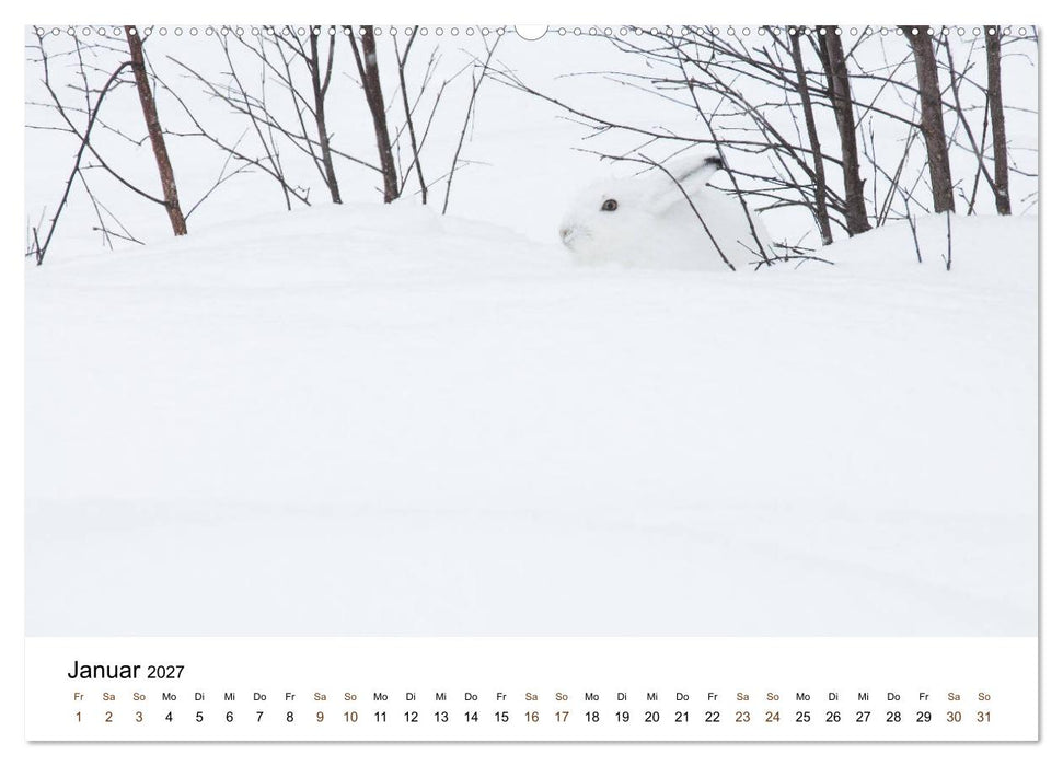 Finnland: eine tierische Entdeckungsreise (CALVENDO Wandkalender 2027)