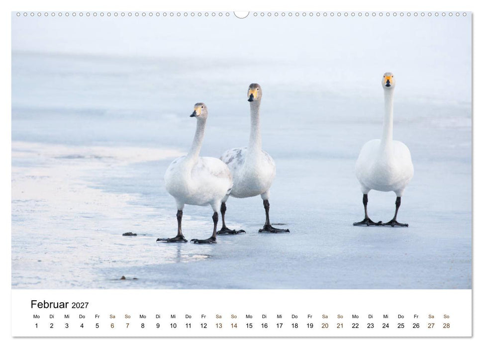Finnland: eine tierische Entdeckungsreise (CALVENDO Wandkalender 2027)