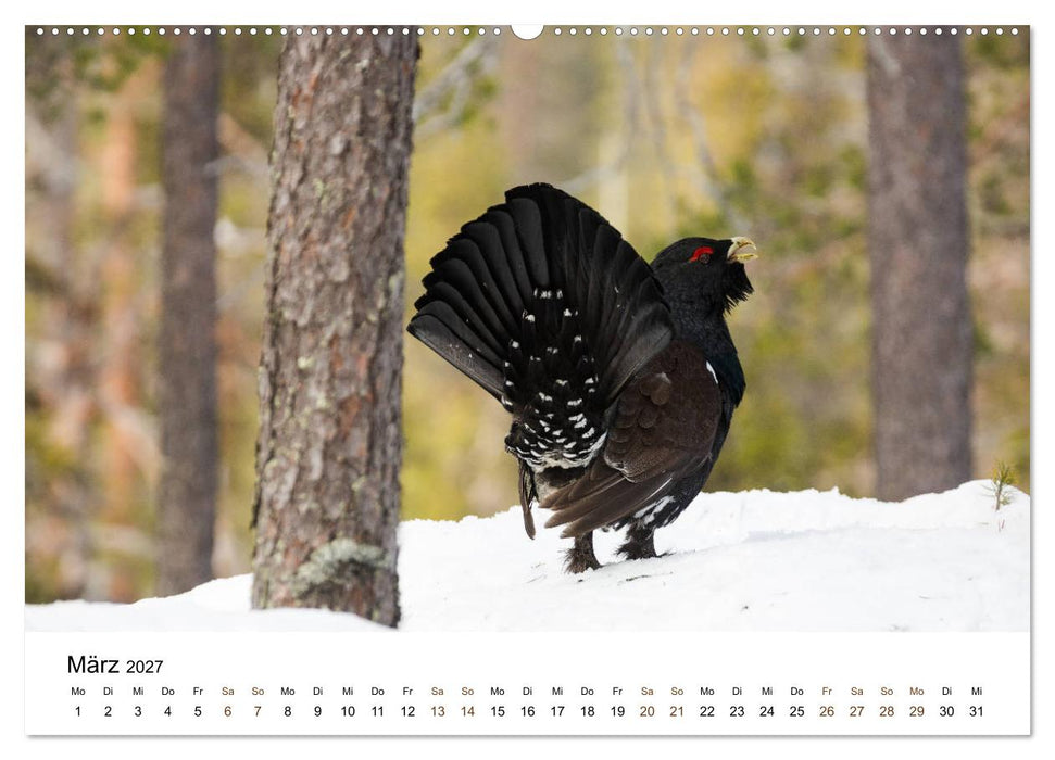 Finnland: eine tierische Entdeckungsreise (CALVENDO Wandkalender 2027)