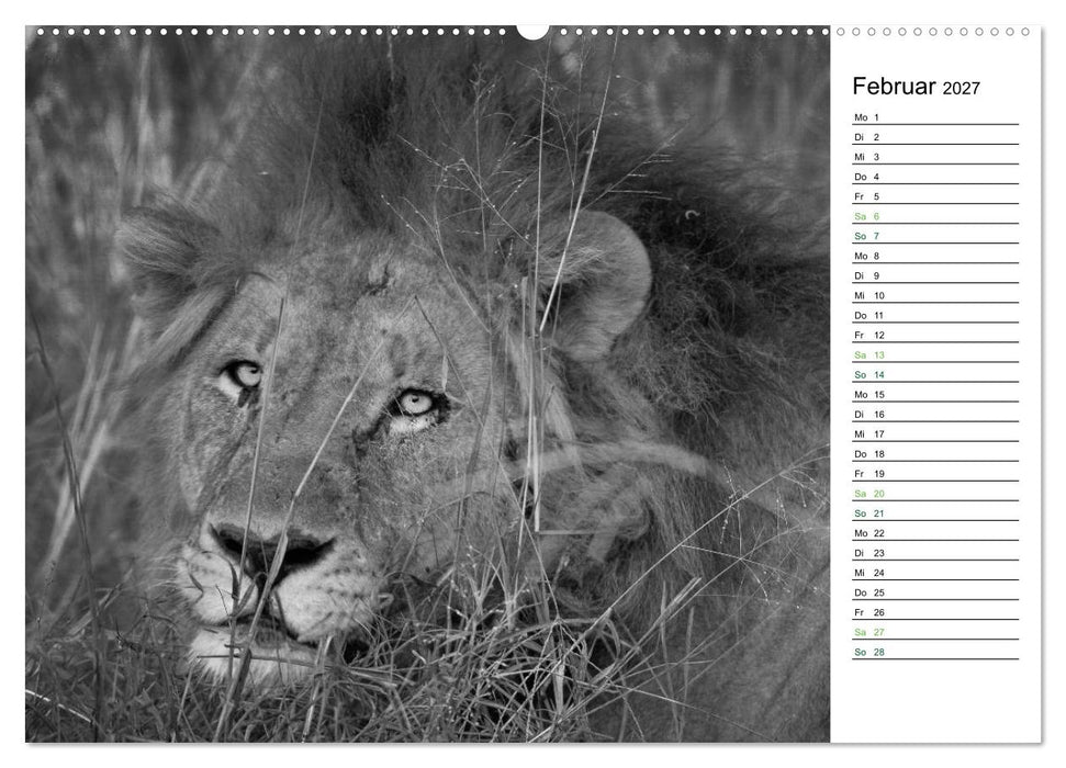 Löwen schwarz weiß (CALVENDO Premium Wandkalender 2027)