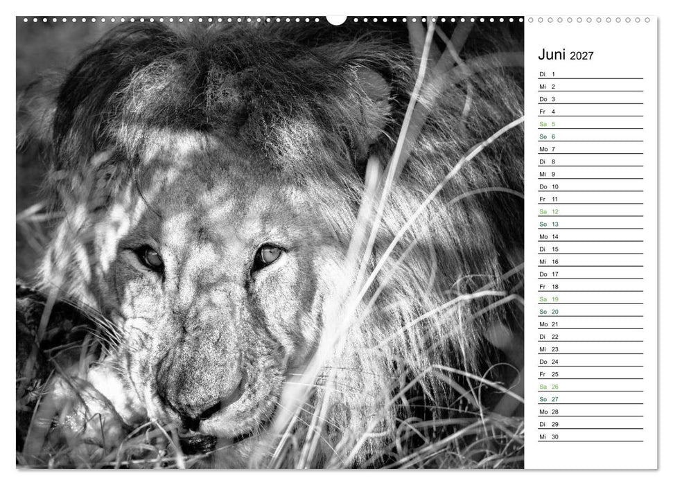 Löwen schwarz weiß (CALVENDO Premium Wandkalender 2027)