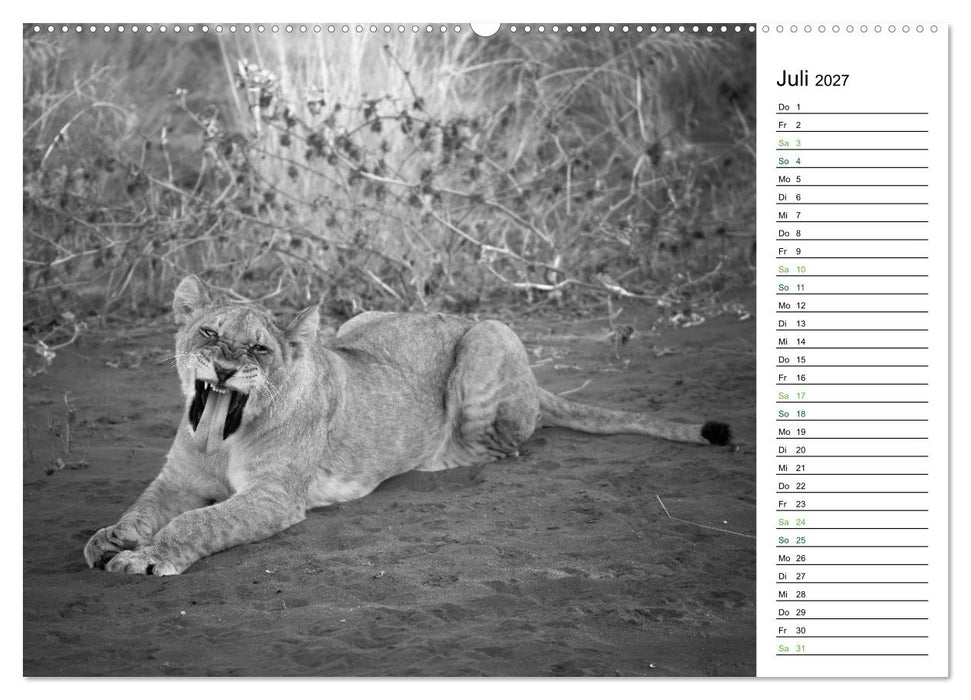 Löwen schwarz weiß (CALVENDO Premium Wandkalender 2027)