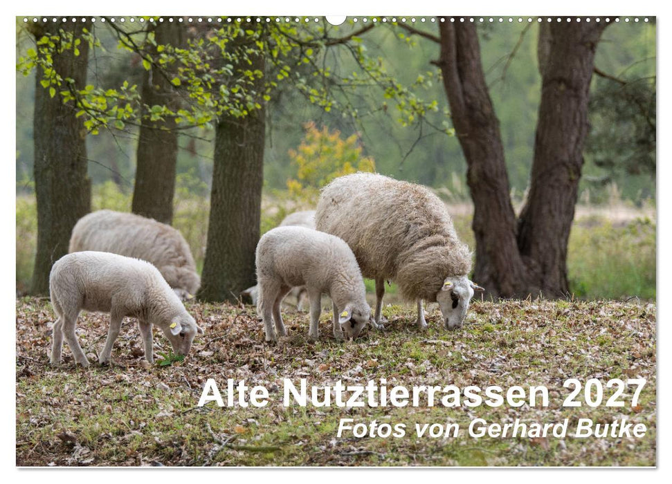 Alte Nutztierrassen 2027 (CALVENDO Wandkalender 2027)