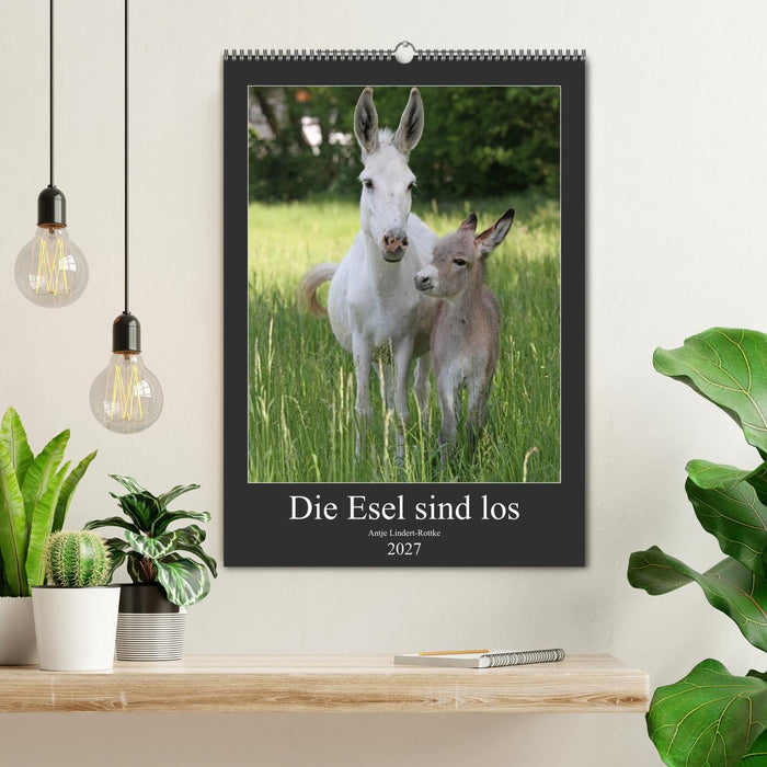 Die Esel sind los (CALVENDO Wandkalender 2027)