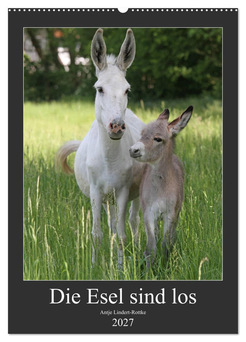 Die Esel sind los (CALVENDO Wandkalender 2027)