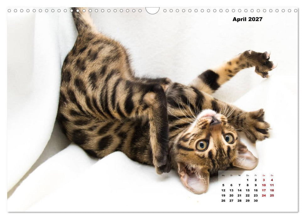 Bengal Kätzchen 2 (CALVENDO Wandkalender 2027)