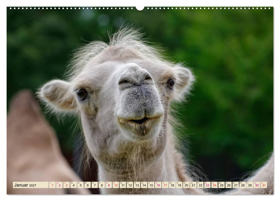 Kamel Gesichter (CALVENDO Wandkalender 2027)