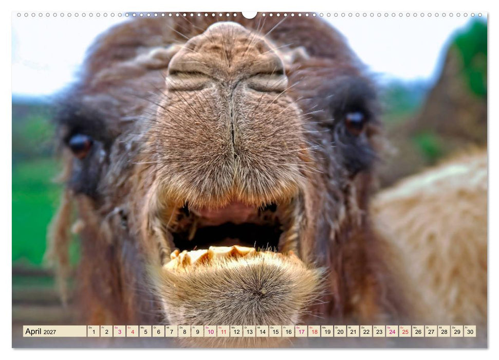 Kamel Gesichter (CALVENDO Wandkalender 2027)