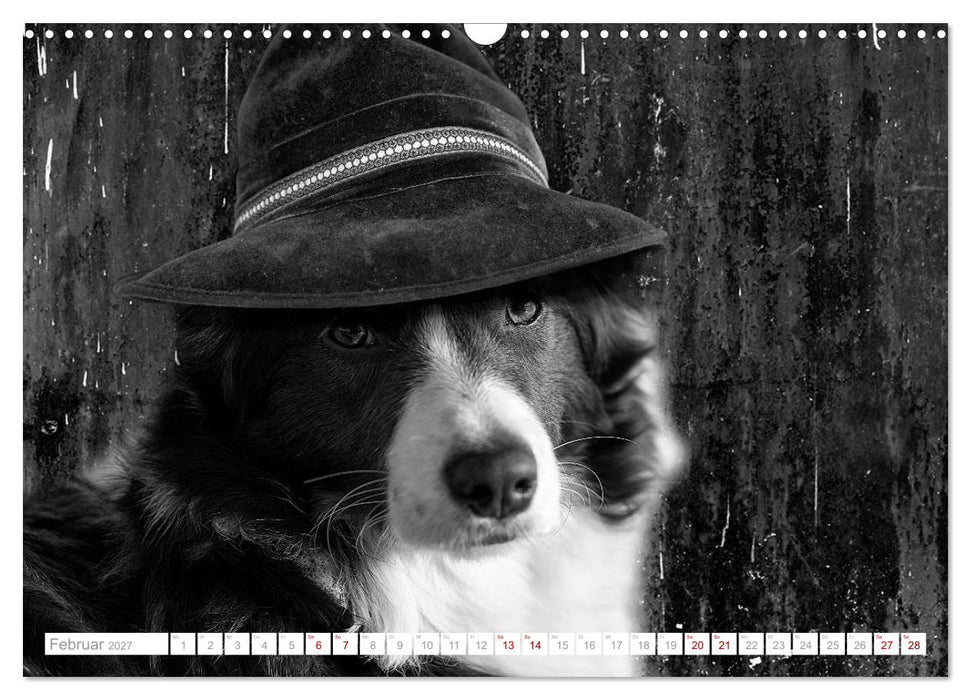 Hund trägt Hut (CALVENDO Wandkalender 2027)