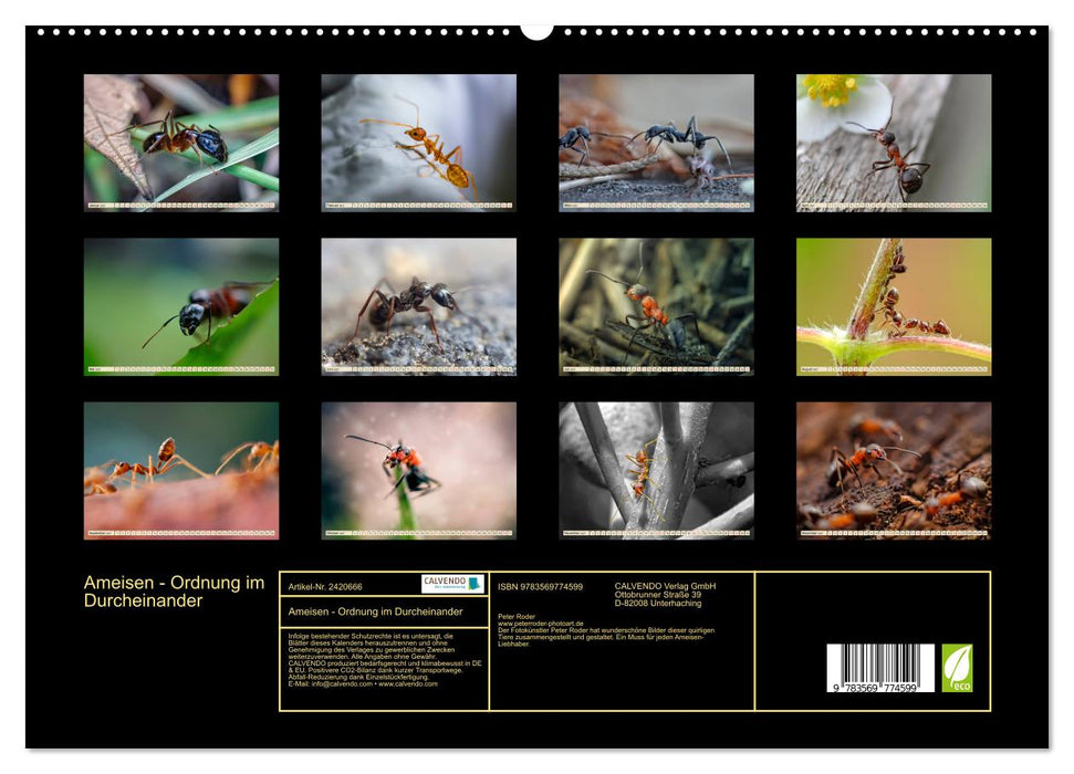 Ameisen - Ordnung im Durcheinander (CALVENDO Premium Wandkalender 2027)