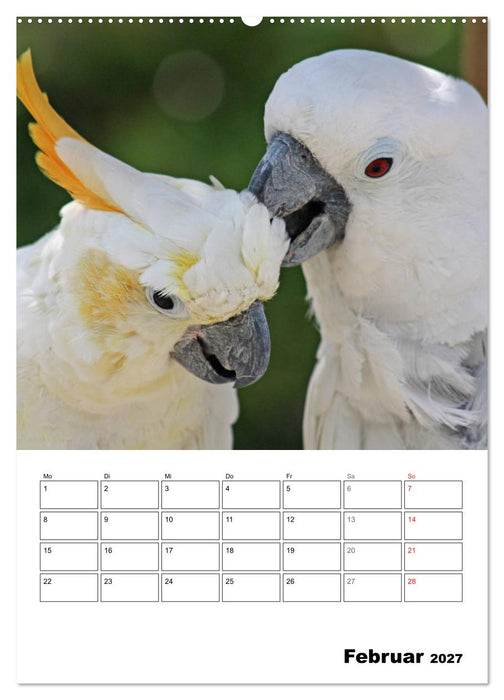 Papageien - Graupapagei, Rosella und Co. (CALVENDO Premium Wandkalender 2027)