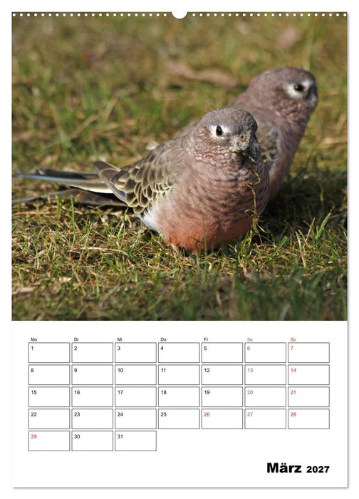 Papageien - Graupapagei, Rosella und Co. (CALVENDO Premium Wandkalender 2027)