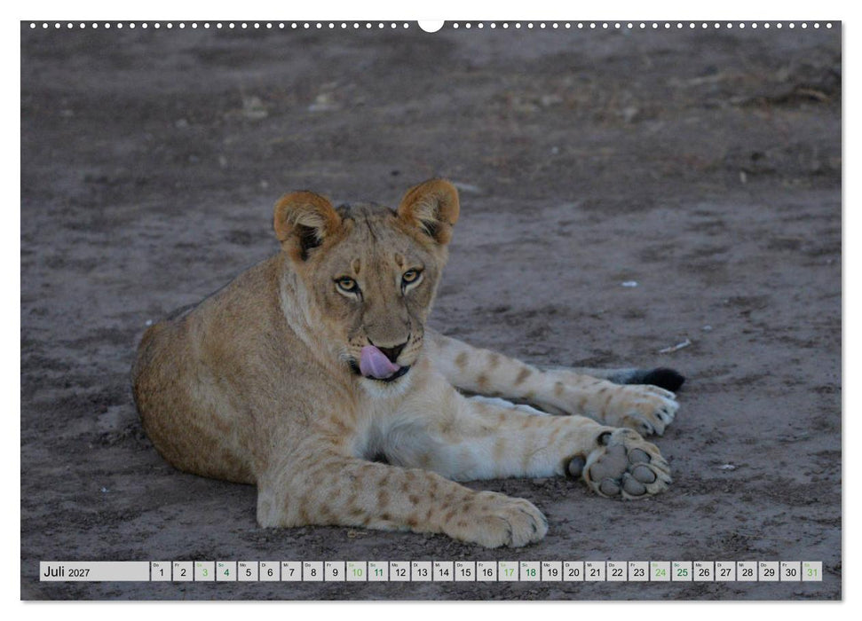 Löwen. Die Könige Afrikas (CALVENDO Premium Wandkalender 2027)