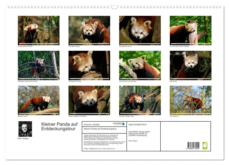 Kleiner Panda auf Entdeckungstour (CALVENDO Wandkalender 2027)