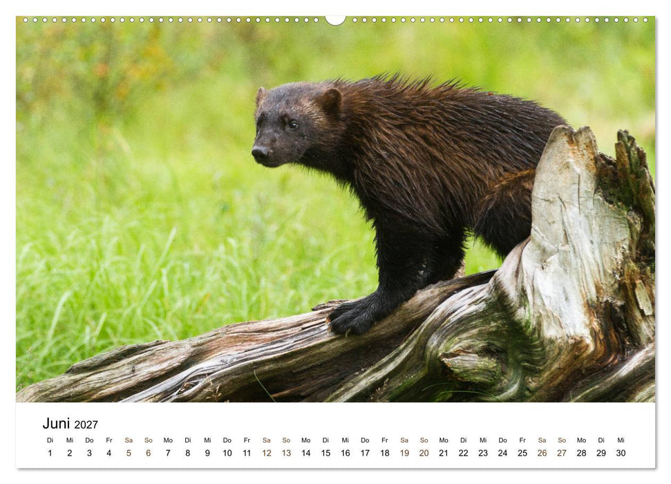 Finnland: eine tierische Entdeckungsreise (CALVENDO Premium Wandkalender 2027)