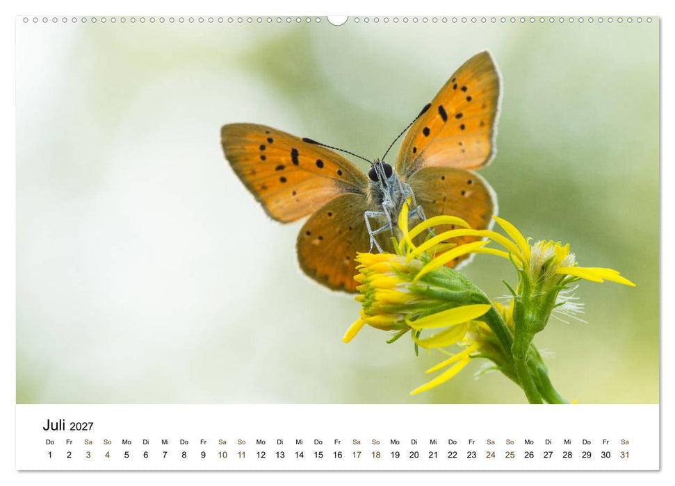 Finnland: eine tierische Entdeckungsreise (CALVENDO Premium Wandkalender 2027)