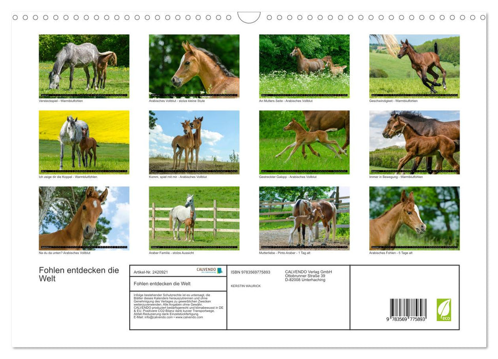 Fohlen entdecken die Welt (CALVENDO Wandkalender 2027)
