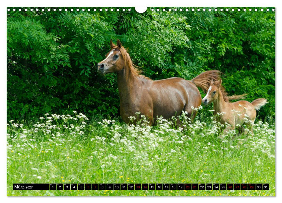 Fohlen entdecken die Welt (CALVENDO Wandkalender 2027)