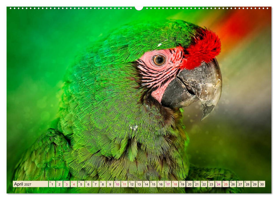 Mein bunter Papagei (CALVENDO Premium Wandkalender 2027)