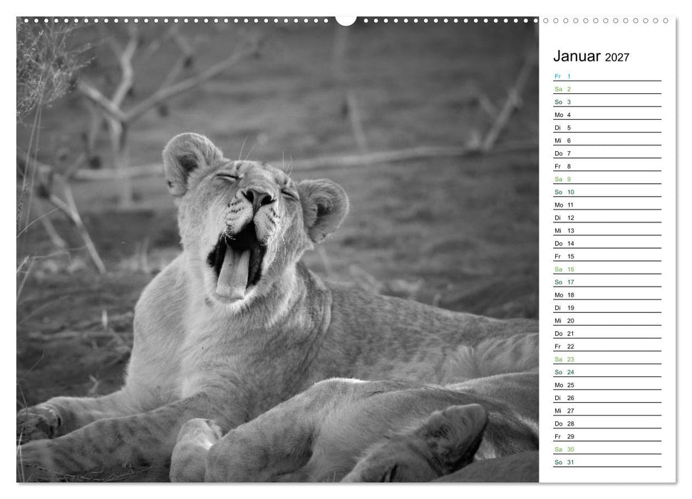 Löwen schwarz weiß (CALVENDO Wandkalender 2027)