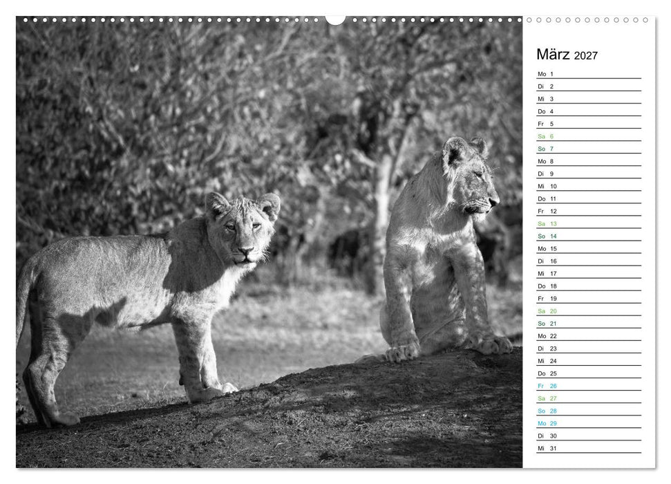 Löwen schwarz weiß (CALVENDO Wandkalender 2027)