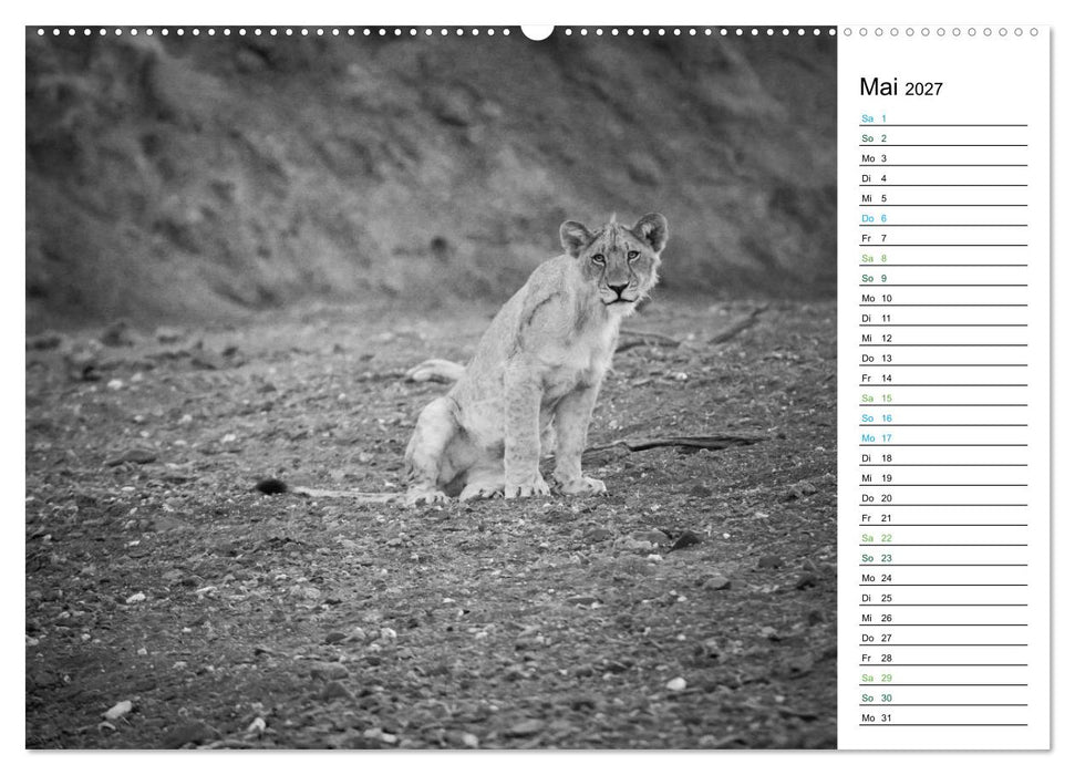Löwen schwarz weiß (CALVENDO Wandkalender 2027)