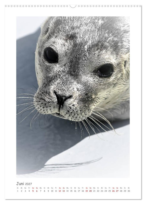 Texel - Momente die verzaubern (CALVENDO Wandkalender 2027)