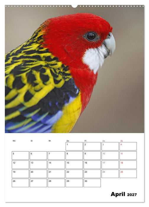 Papageien - Graupapagei, Rosella und Co. (CALVENDO Wandkalender 2027)