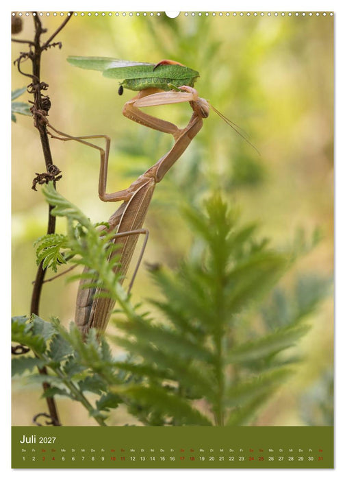 Die Gottesanbeterin. Räuber der Insektenwelt. (CALVENDO Premium Wandkalender 2027)