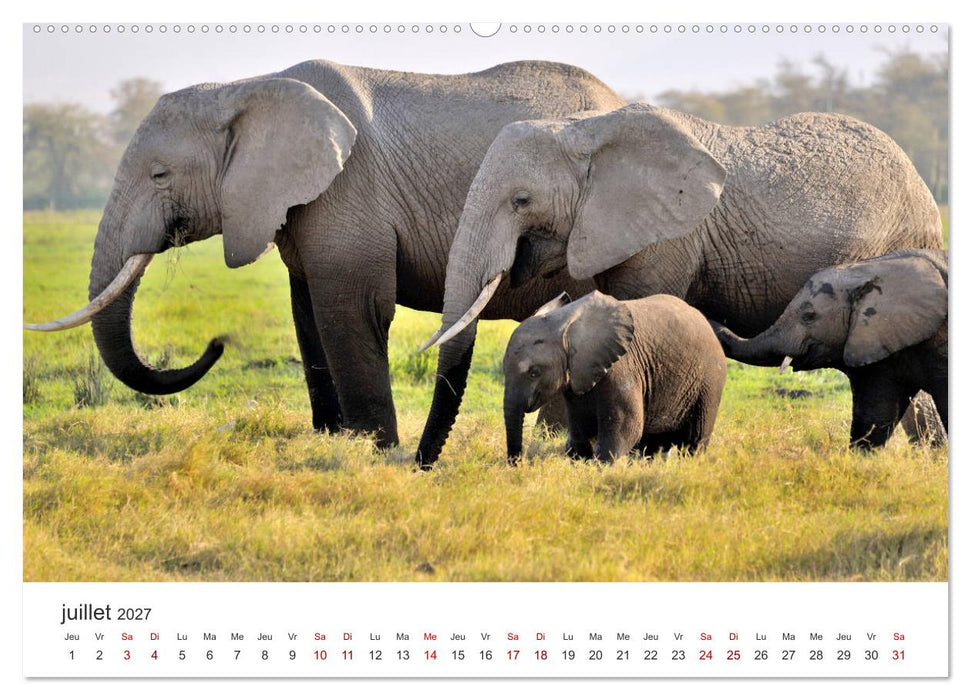 Éléphants en Afrique (CALVENDO Calendrier supérieur 2027)