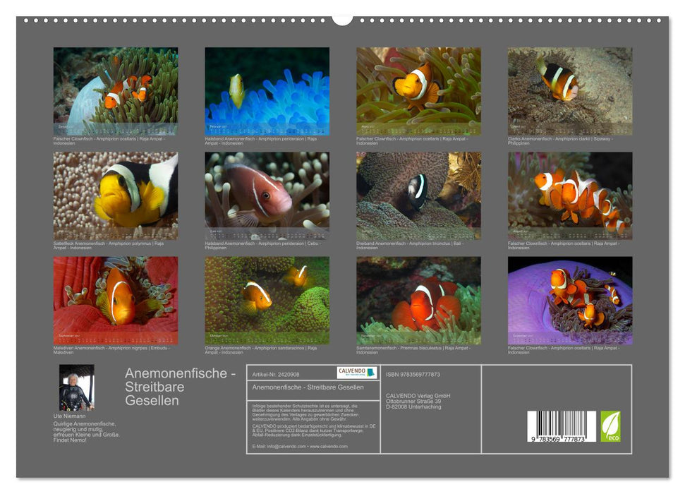 Anemonenfische - Streitbare Gesellen (CALVENDO Premium Wandkalender 2027)