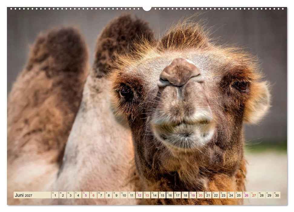 Kamel Gesichter (CALVENDO Premium Wandkalender 2027)