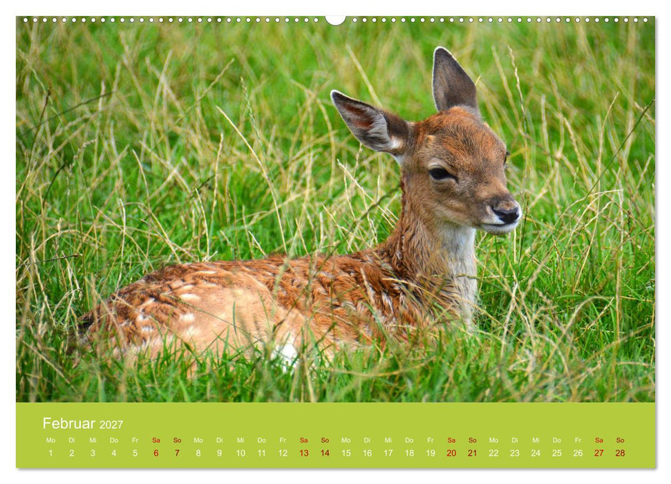 Die lieben Kleinen... Tierkinder einfach zum Knuddeln (CALVENDO Premium Wandkalender 2027)