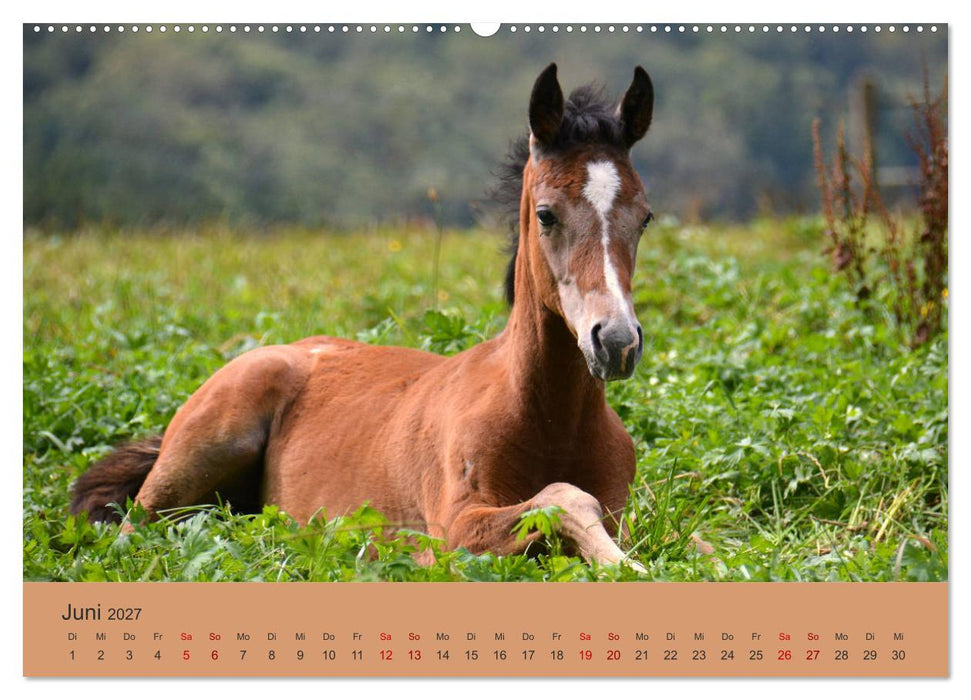 Die lieben Kleinen... Tierkinder einfach zum Knuddeln (CALVENDO Premium Wandkalender 2027)