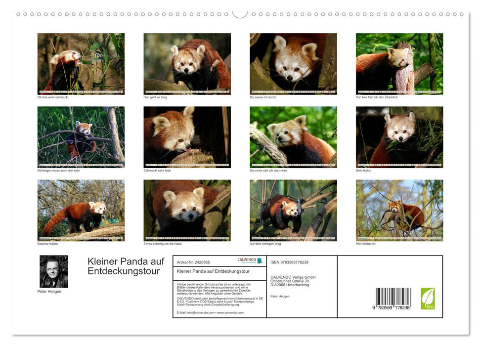 Kleiner Panda auf Entdeckungstour (CALVENDO Premium Wandkalender 2027)