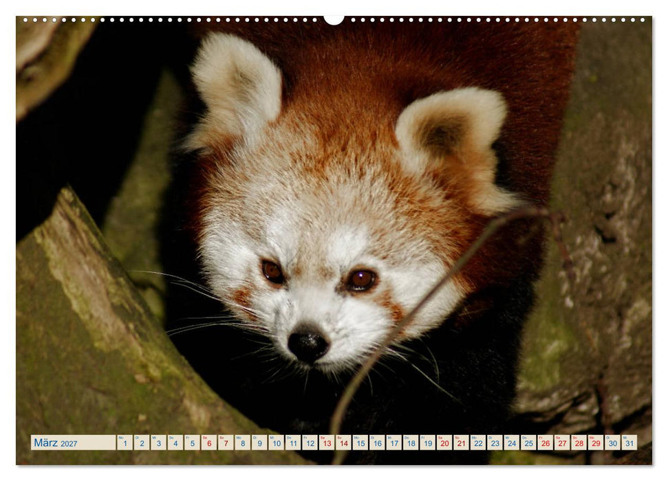 Kleiner Panda auf Entdeckungstour (CALVENDO Premium Wandkalender 2027)
