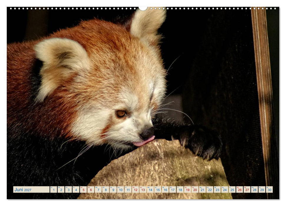 Kleiner Panda auf Entdeckungstour (CALVENDO Premium Wandkalender 2027)