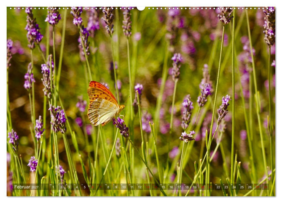 Lavendel. Der Duft der Provence (CALVENDO Premium Wandkalender 2027)