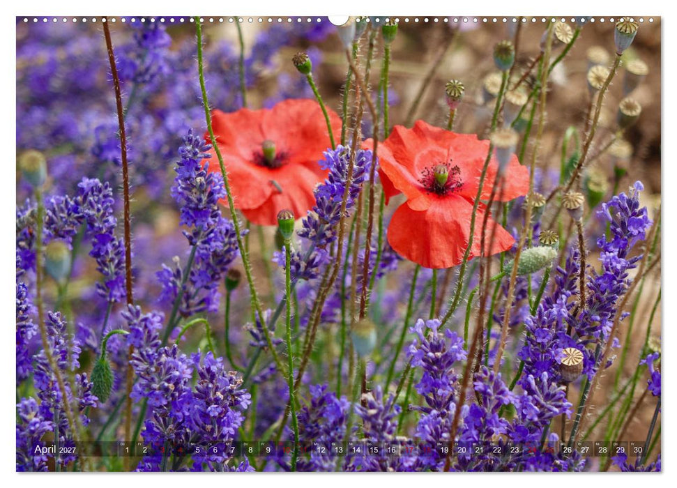 Lavendel. Der Duft der Provence (CALVENDO Premium Wandkalender 2027)