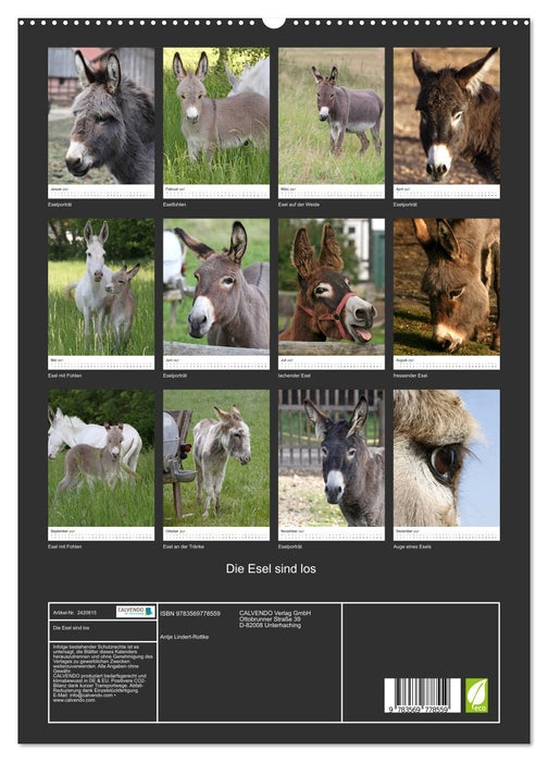 Die Esel sind los (CALVENDO Premium Wandkalender 2027)