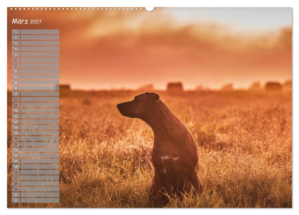 Rhodesian Ridgeback - Herzen auf vier Pfoten (CALVENDO Wandkalender 2027)