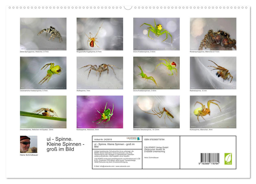 ui - Spinne. Kleine Spinnen - groß im Bild (CALVENDO Premium Wandkalender 2027)