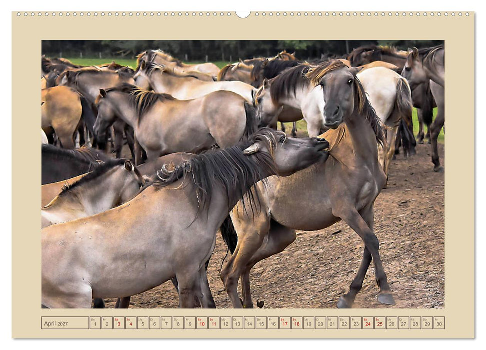 Dülmener Wildpferde im Münsterland (CALVENDO Wandkalender 2027)