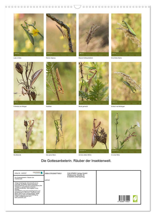 Die Gottesanbeterin. Räuber der Insektenwelt. (CALVENDO Wandkalender 2027)