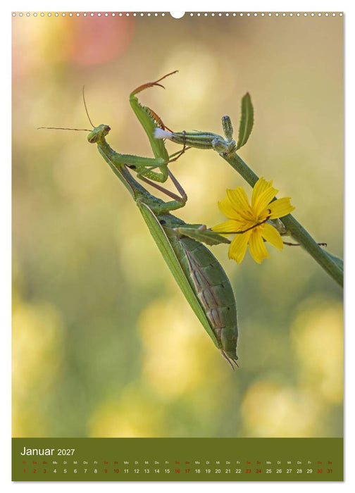 Die Gottesanbeterin. Räuber der Insektenwelt. (CALVENDO Wandkalender 2027)