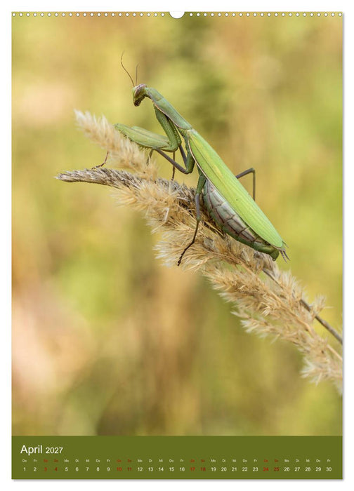 Die Gottesanbeterin. Räuber der Insektenwelt. (CALVENDO Wandkalender 2027)
