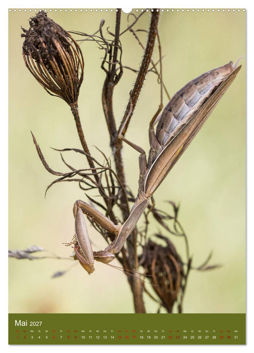 Die Gottesanbeterin. Räuber der Insektenwelt. (CALVENDO Wandkalender 2027)